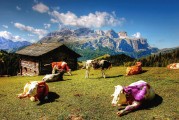 夢(mèng)中采花，一場(chǎng)絢爛的幻境之旅，夢(mèng)中采花，絢爛幻境之旅