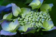 夢(mèng)中花?！粓?chǎng)鮮花的絢爛夢(mèng)境
